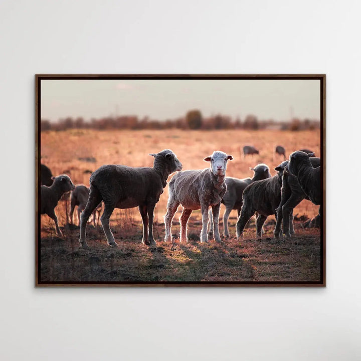 On The Land - Australian Sheep Photographic Outback Bush Country Print I Heart Wall Art Australia 