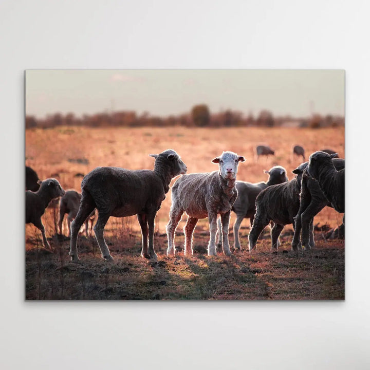 On The Land - Australian Sheep Photographic Outback Bush Country Print I Heart Wall Art Australia 
