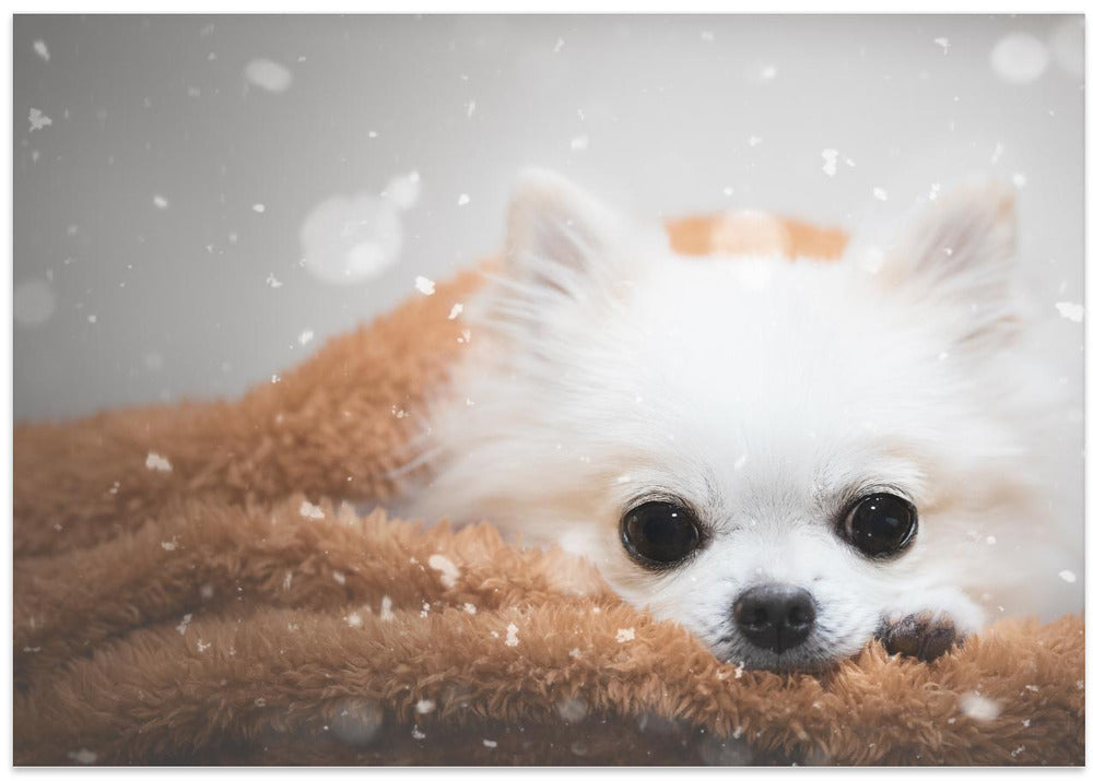 One day in winter - Stretched Canvas, Poster or Fine Art Print I Heart Wall Art