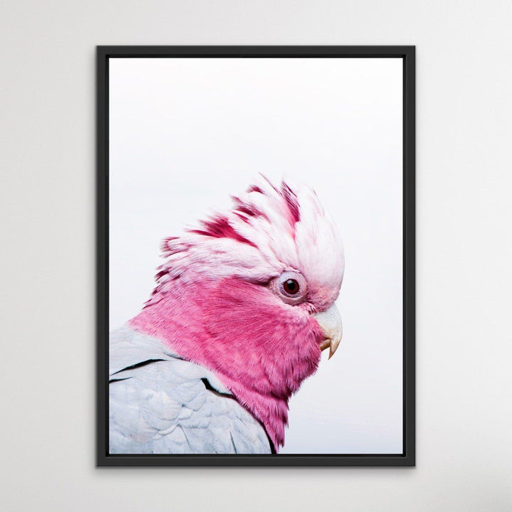 One Gorgeous Galah - Photographic Profile Print of Galah Pink Cockatoo - I Heart Wall Art