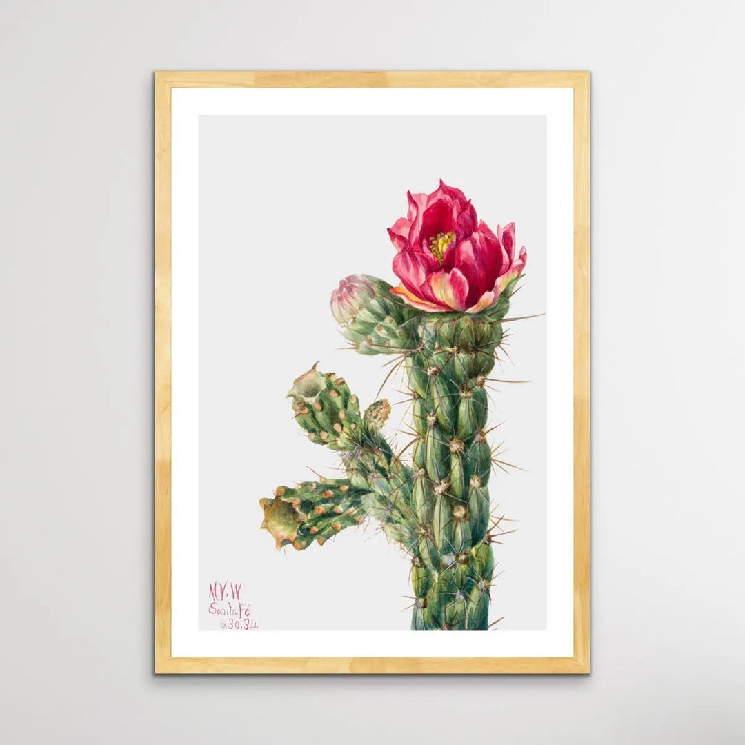 Opuntia Imbricata (1934) by Mary Vaux Walcott - I Heart Wall Art