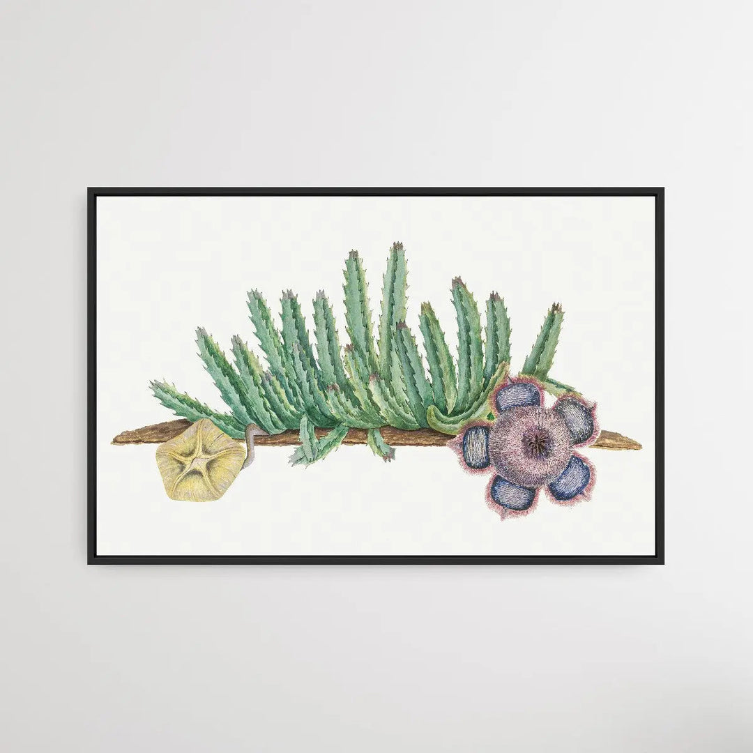 Orbea Verrucosa (1777–1786) by Robert Jacob Gordon - I Heart Wall Art