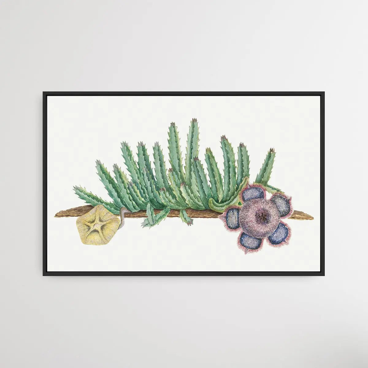 Orbea Verrucosa (1777–1786) by Robert Jacob Gordon - I Heart Wall Art