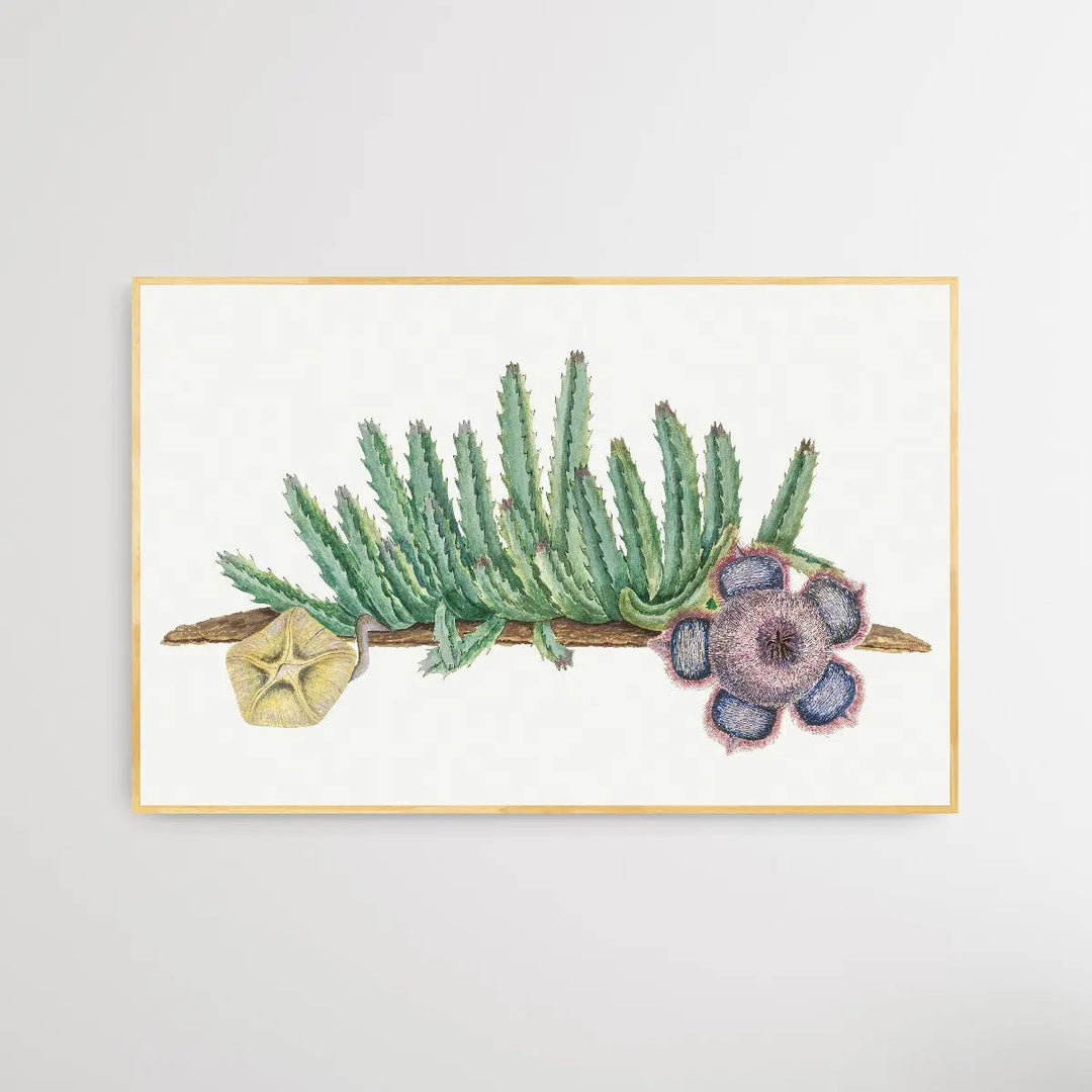 Orbea Verrucosa (1777–1786) by Robert Jacob Gordon - I Heart Wall Art
