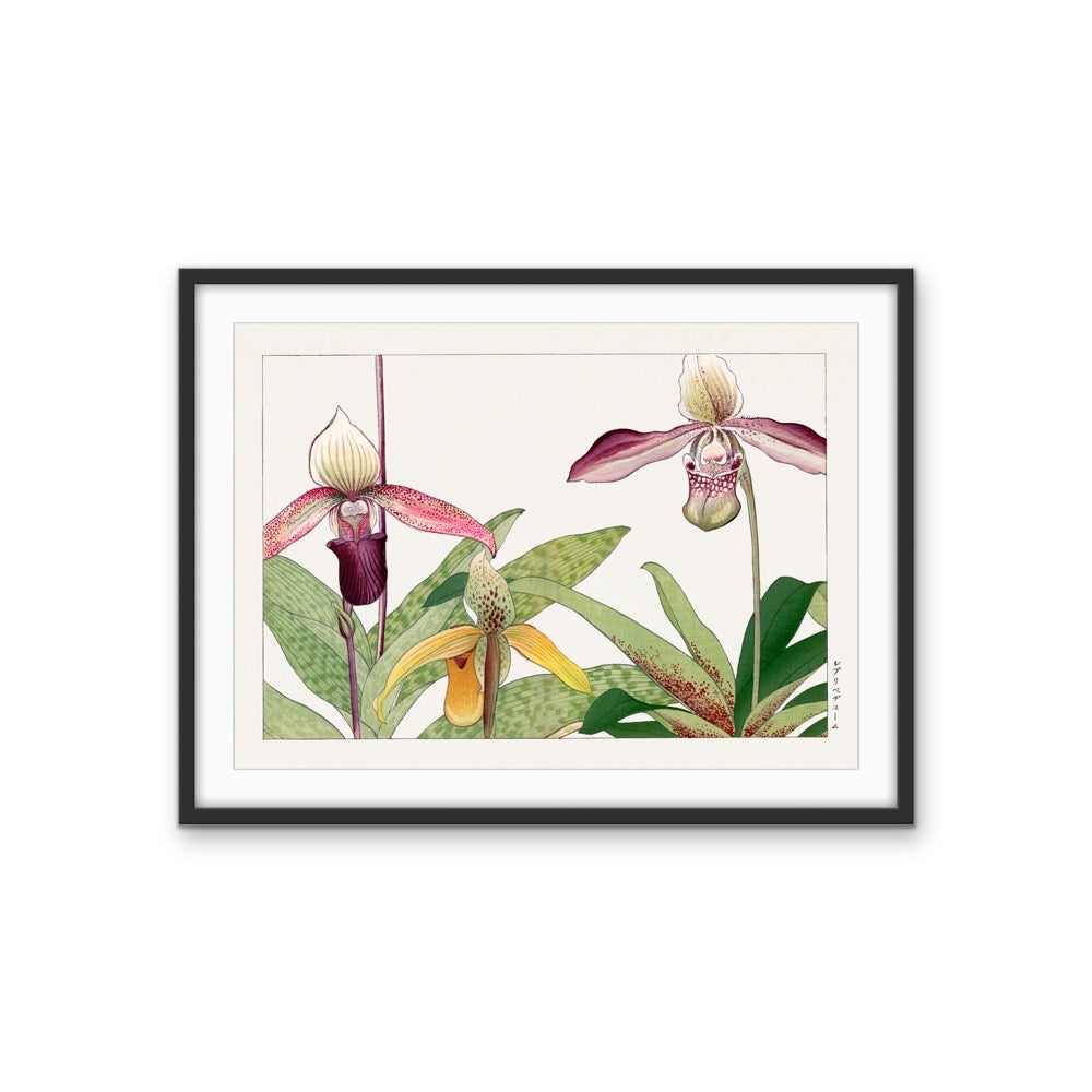 Orchid Flower - Vintage Japanese woodblock art, Botanical Wall Art Print Stretched Canvas Print I Heart Wall Art Australia