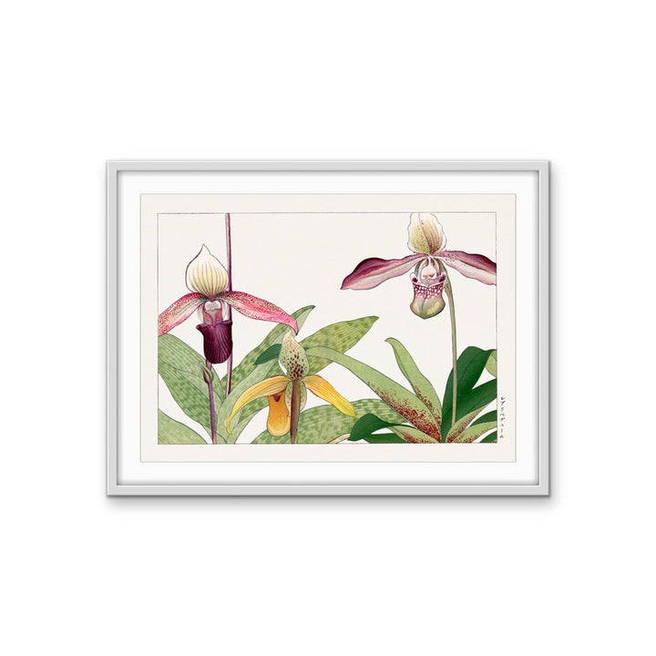 Orchid Flower - Vintage Japanese woodblock art, Botanical Wall Art Print Stretched Canvas Print I Heart Wall Art Australia