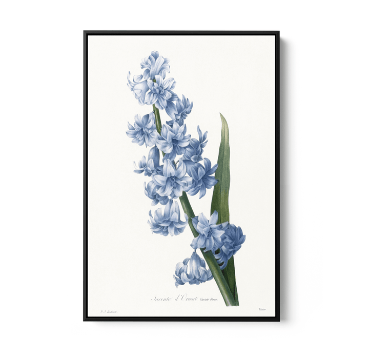 Oriental Hyacinth. Blue variety (1827), Vintage Flower illustration by After Pierre - Joseph Redouté - Stretched Canvas or Wall Art Print - I Heart Wall Art - Poster Print, Canvas Print or Framed Art Print