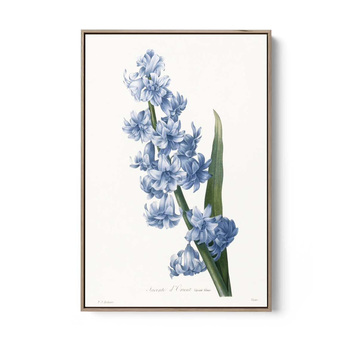 Oriental Hyacinth. Blue variety (1827), Vintage Flower illustration by After Pierre - Joseph Redouté - Stretched Canvas or Wall Art Print - I Heart Wall Art - Poster Print, Canvas Print or Framed Art Print