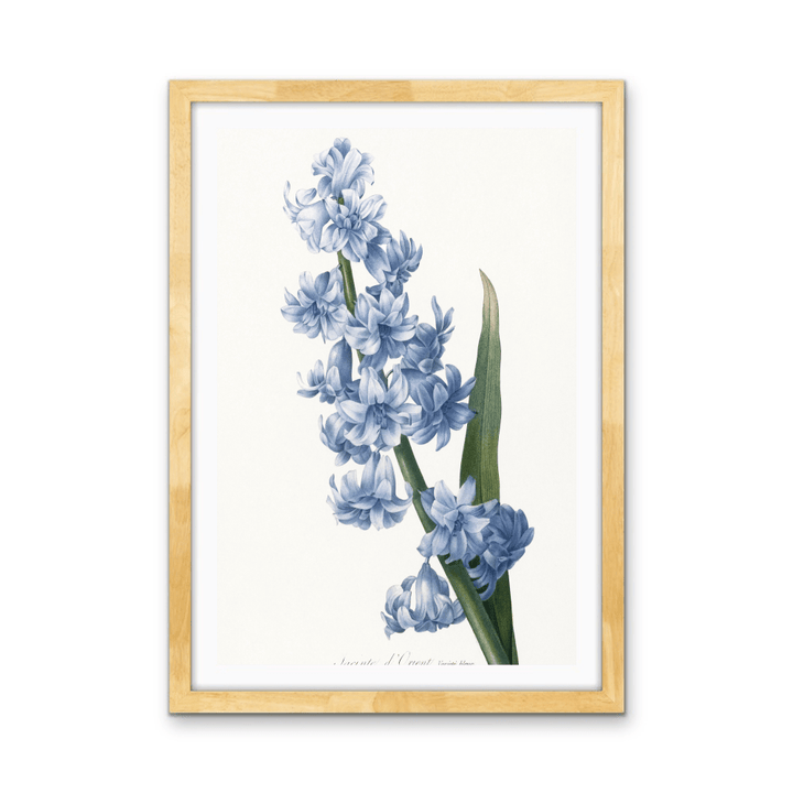 Oriental Hyacinth. Blue variety (1827), Vintage Flower illustration by After Pierre - Joseph Redouté - Stretched Canvas or Wall Art Print - I Heart Wall Art - Poster Print, Canvas Print or Framed Art Print