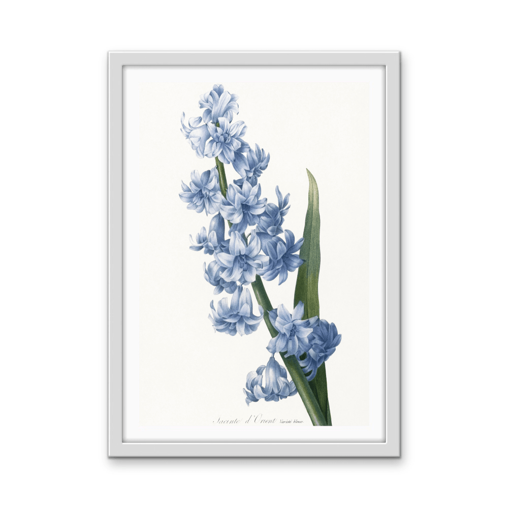 Oriental Hyacinth. Blue variety (1827), Vintage Flower illustration by After Pierre - Joseph Redouté - Stretched Canvas or Wall Art Print - I Heart Wall Art - Poster Print, Canvas Print or Framed Art Print