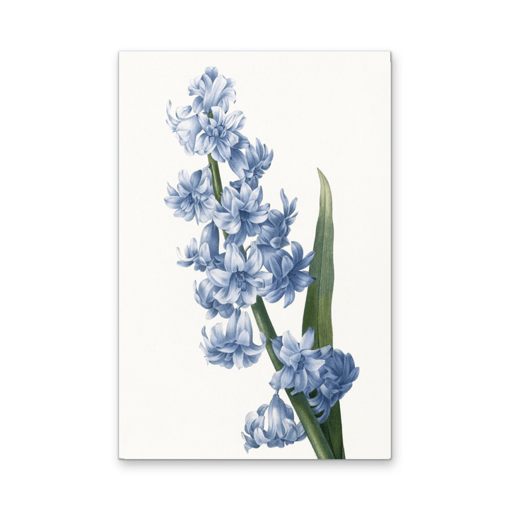 Oriental Hyacinth. Blue variety (1827), Vintage Flower illustration by After Pierre - Joseph Redouté - Stretched Canvas or Wall Art Print - I Heart Wall Art - Poster Print, Canvas Print or Framed Art Print