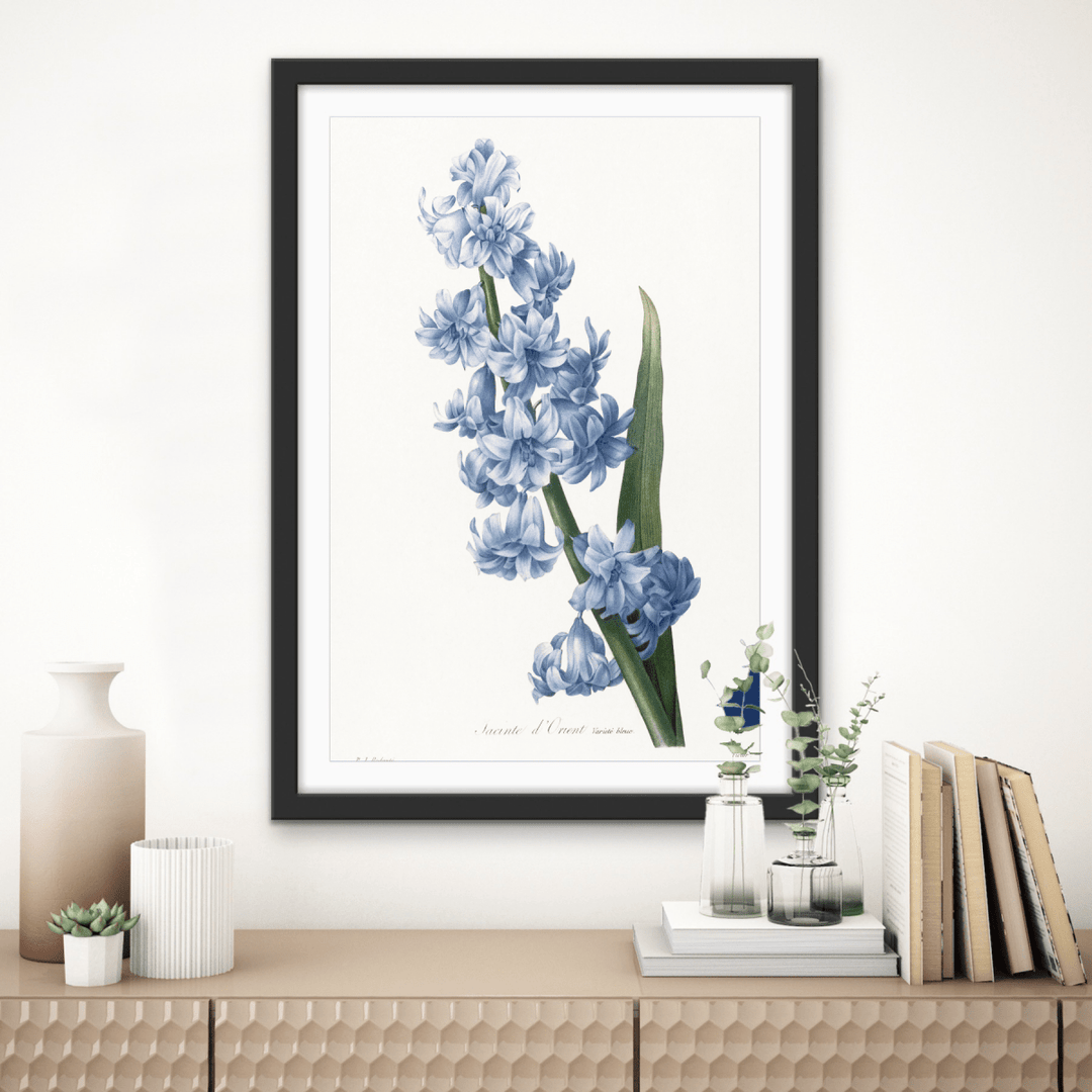 Oriental Hyacinth. Blue variety (1827), Vintage Flower illustration by After Pierre - Joseph Redouté - Stretched Canvas or Wall Art Print - I Heart Wall Art - Poster Print, Canvas Print or Framed Art Print