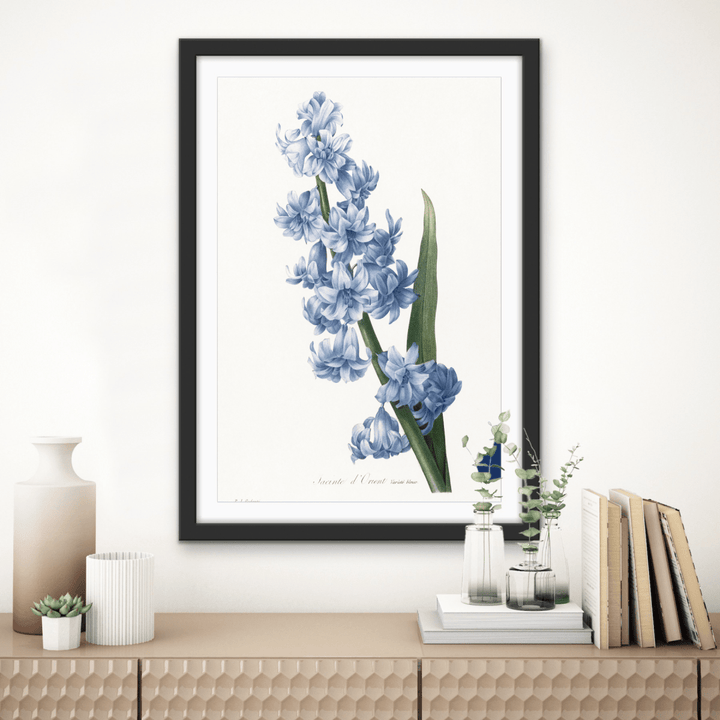 Oriental Hyacinth. Blue variety (1827), Vintage Flower illustration by After Pierre - Joseph Redouté - Stretched Canvas or Wall Art Print - I Heart Wall Art - Poster Print, Canvas Print or Framed Art Print