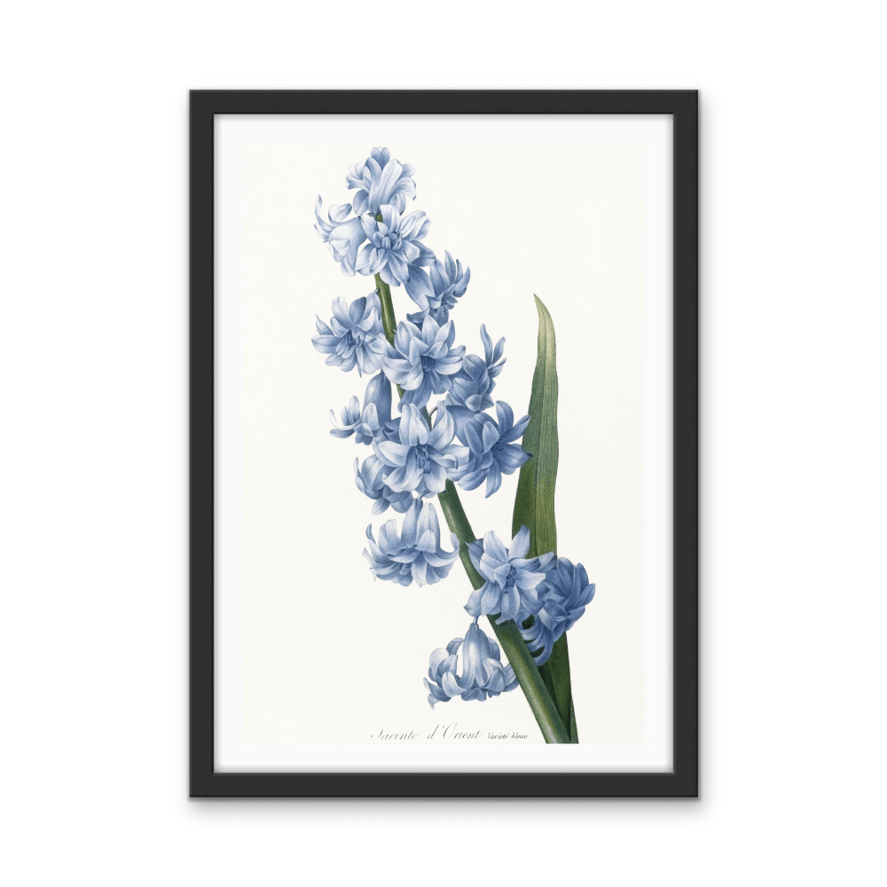 Oriental Hyacinth. Blue variety (1827), Vintage Flower illustration by After Pierre - Joseph Redouté - Stretched Canvas or Wall Art Print - I Heart Wall Art - Poster Print, Canvas Print or Framed Art Print