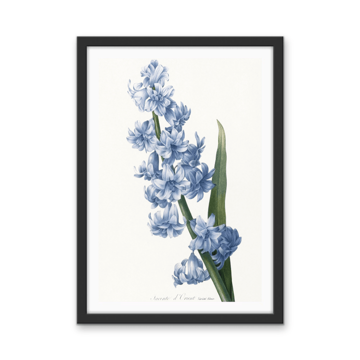 Oriental Hyacinth. Blue variety (1827), Vintage Flower illustration by After Pierre - Joseph Redouté - Stretched Canvas or Wall Art Print - I Heart Wall Art - Poster Print, Canvas Print or Framed Art Print