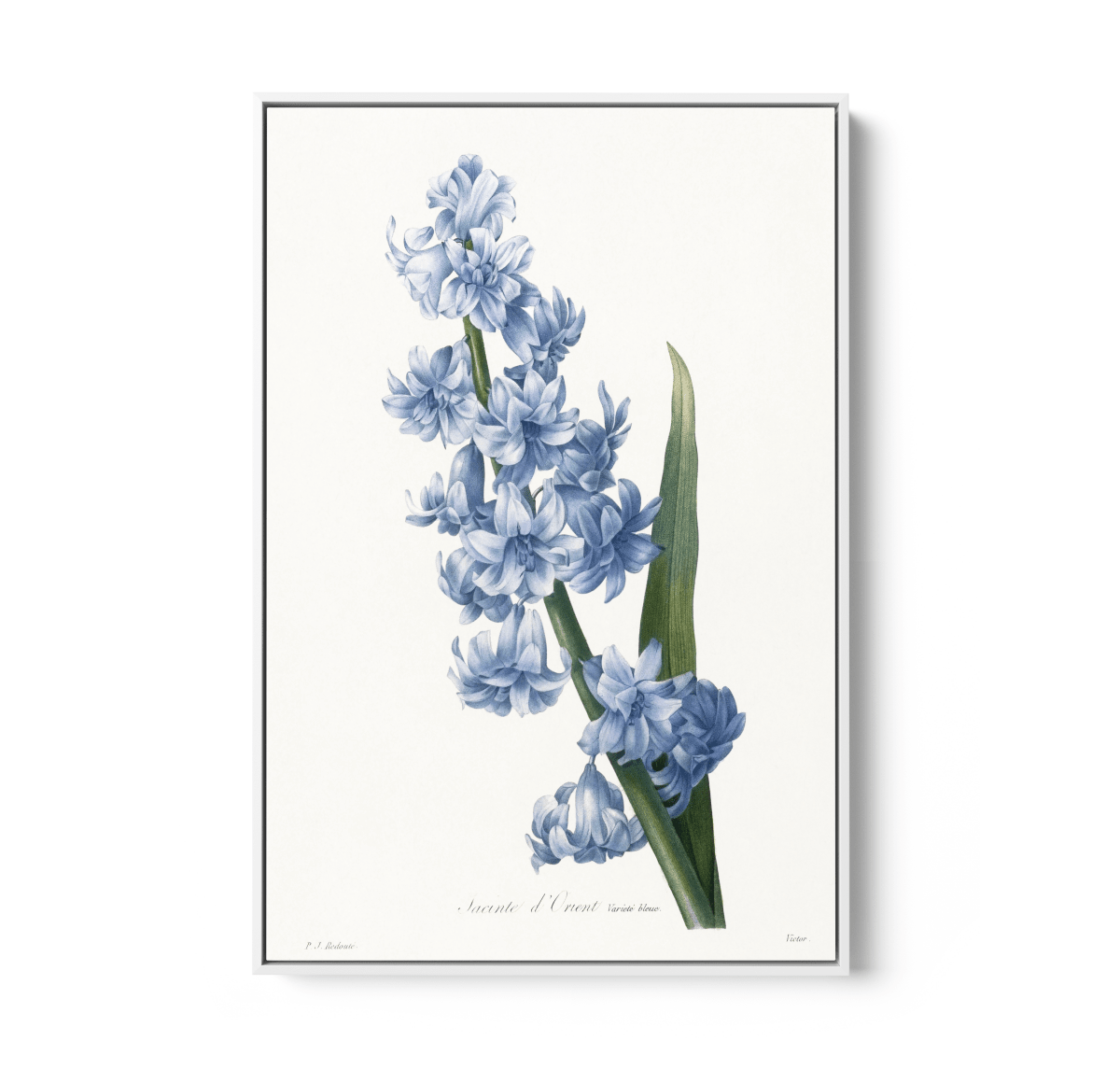 Oriental Hyacinth. Blue variety (1827), Vintage Flower illustration by After Pierre - Joseph Redouté - Stretched Canvas or Wall Art Print - I Heart Wall Art - Poster Print, Canvas Print or Framed Art Print