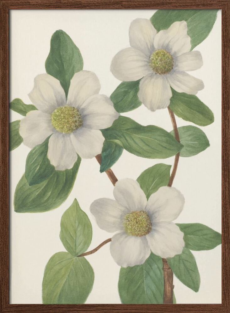 Pacific Dogwood - Stretched Canvas, Poster or Fine Art Print I Heart Wall Art