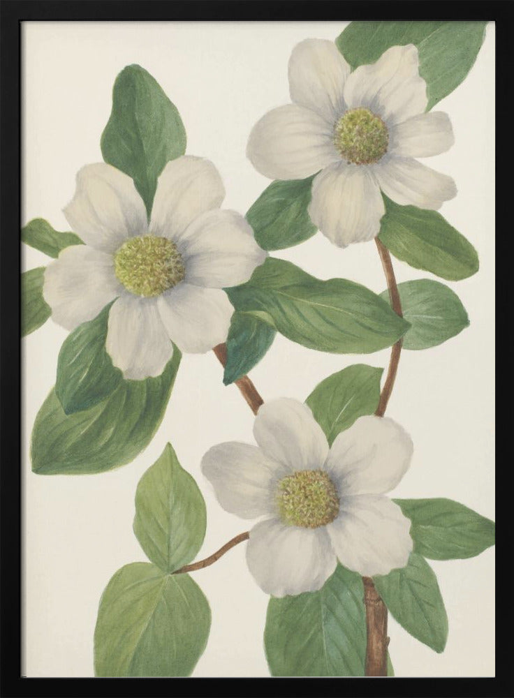Pacific Dogwood - Stretched Canvas, Poster or Fine Art Print I Heart Wall Art