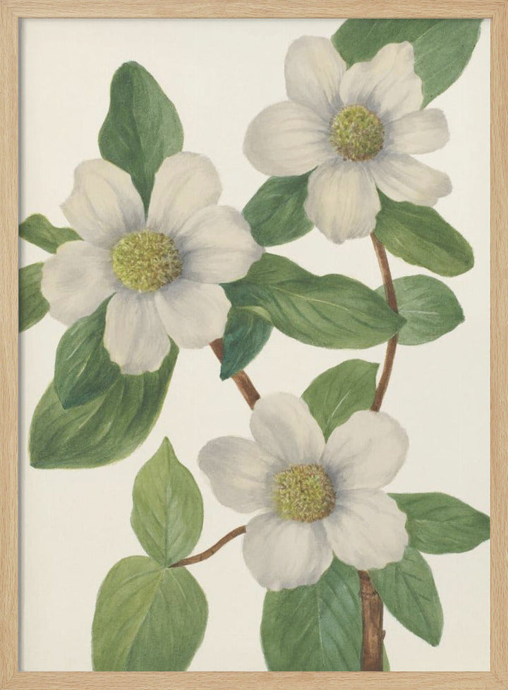Pacific Dogwood - Stretched Canvas, Poster or Fine Art Print I Heart Wall Art