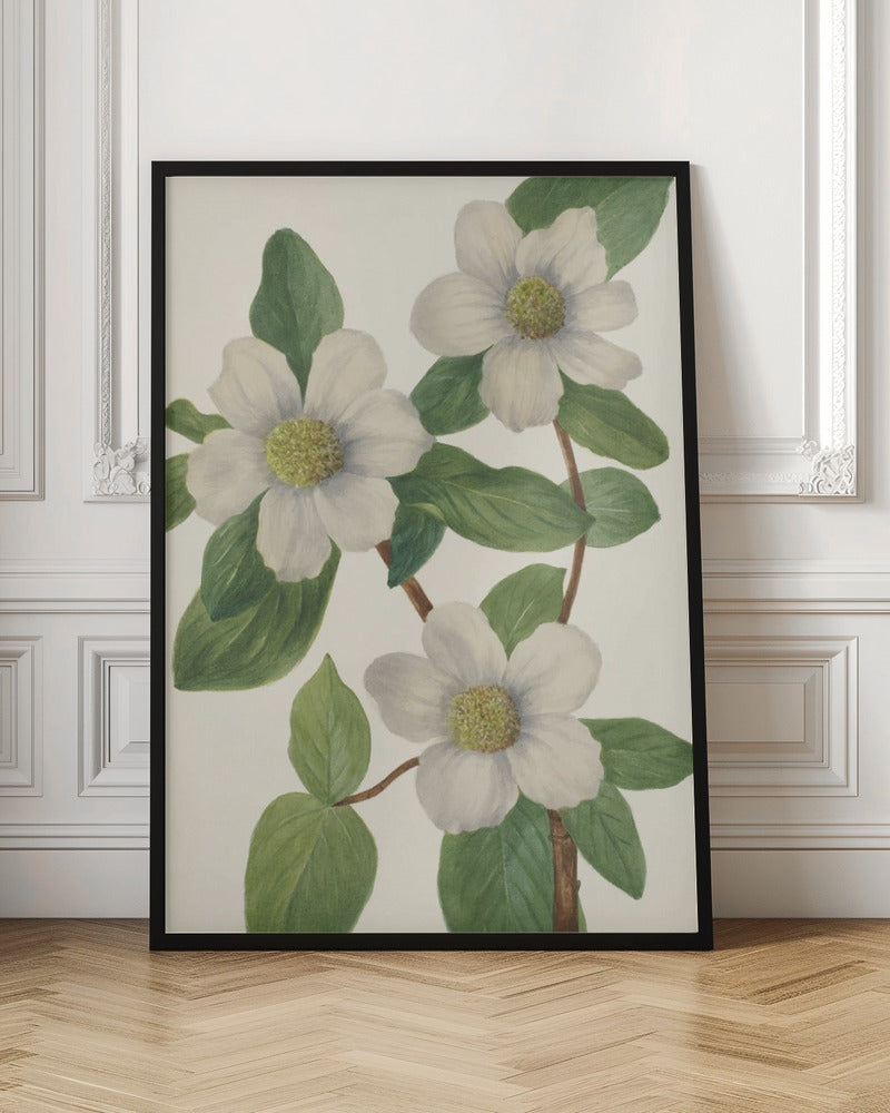 Pacific Dogwood - Stretched Canvas, Poster or Fine Art Print I Heart Wall Art