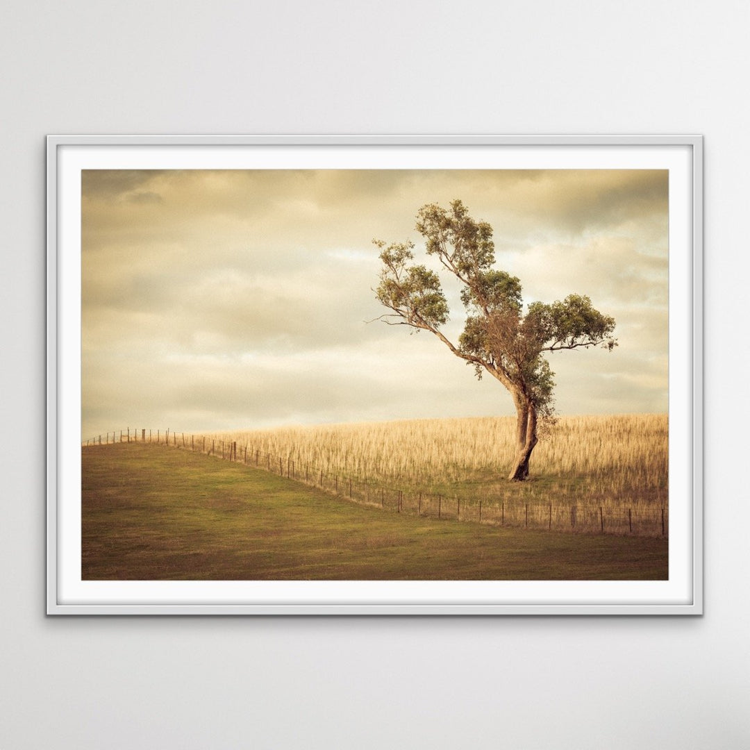 Paddock- Australian Countryside Gundagai Bush Yellow Farm Landscape Art Print - I Heart Wall Art