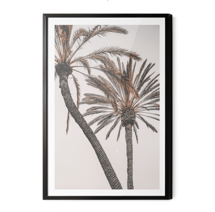 Palm Study I - Coastal Photographic Art / Stretched Canvas Print - I Heart Wall Art - Poster Print, Canvas Print or Framed Art Print