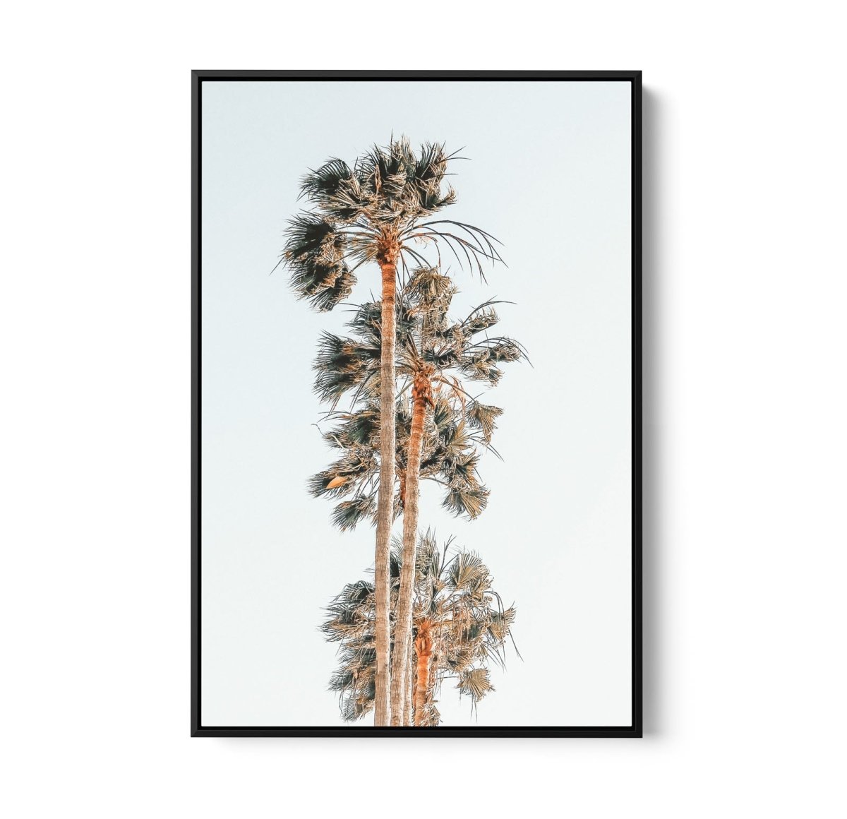 Palm Study IV - Coastal Photographic Art / Stretched Canvas Print - I Heart Wall Art - Poster Print, Canvas Print or Framed Art Print