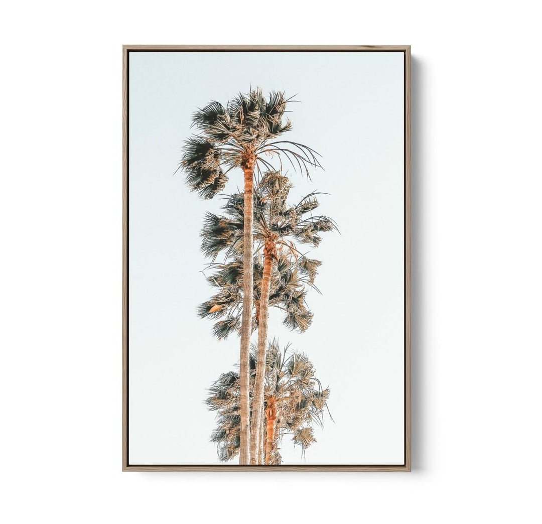 Palm Study IV - Coastal Photographic Art / Stretched Canvas Print - I Heart Wall Art - Poster Print, Canvas Print or Framed Art Print