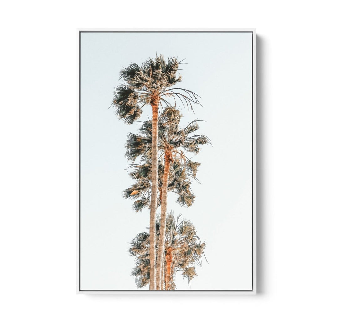 Palm Study IV - Coastal Photographic Art / Stretched Canvas Print - I Heart Wall Art - Poster Print, Canvas Print or Framed Art Print