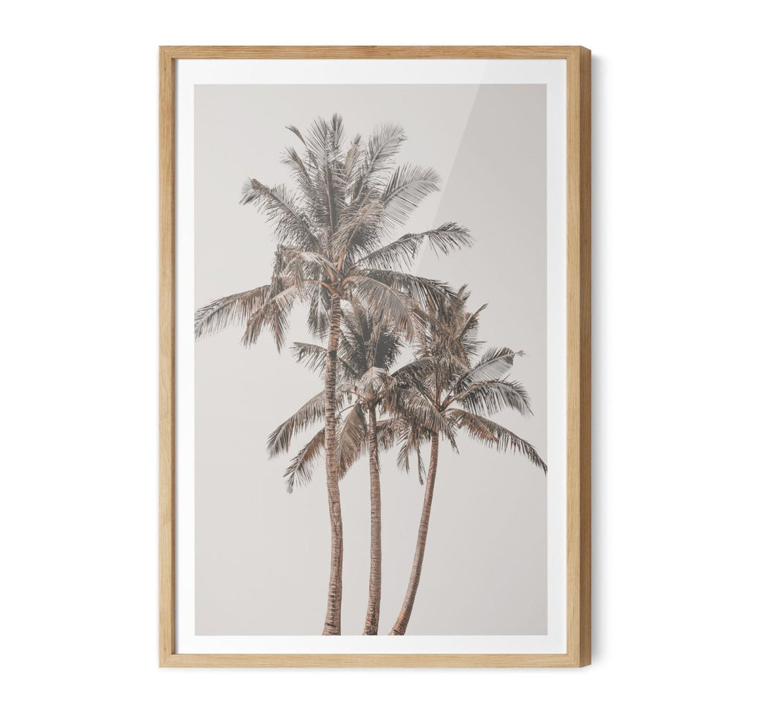 Palm Study V - Coastal Photographic Art / Stretched Canvas Print - I Heart Wall Art - Poster Print, Canvas Print or Framed Art Print