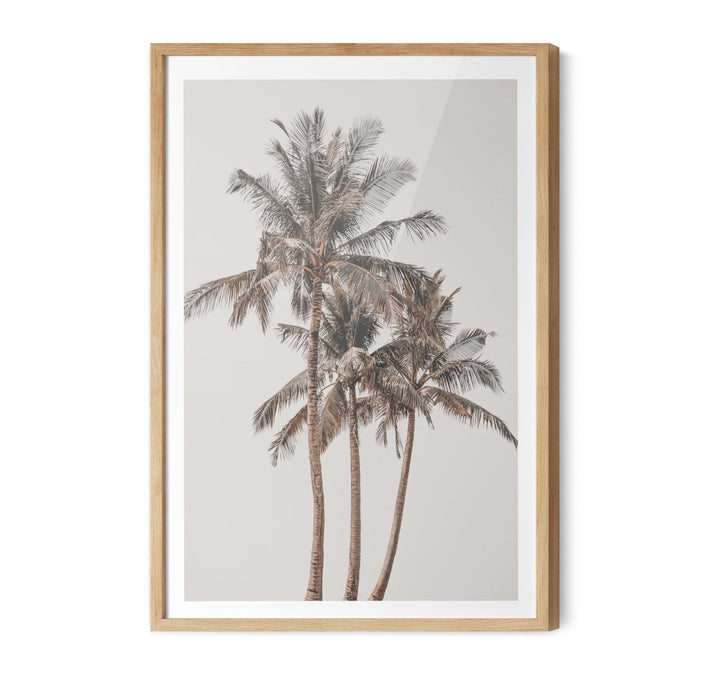 Palm Study V - Coastal Photographic Art / Stretched Canvas Print - I Heart Wall Art - Poster Print, Canvas Print or Framed Art Print