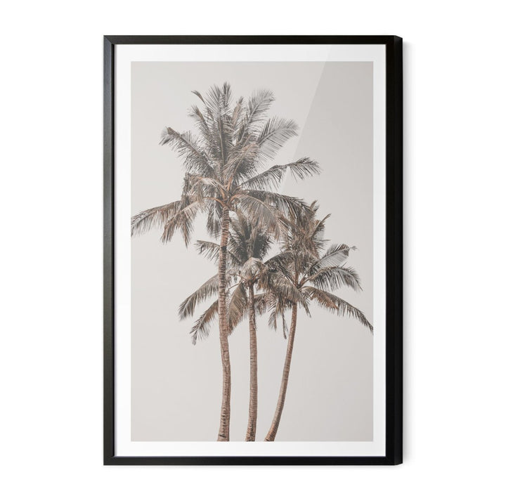 Palm Study V - Coastal Photographic Art / Stretched Canvas Print - I Heart Wall Art - Poster Print, Canvas Print or Framed Art Print