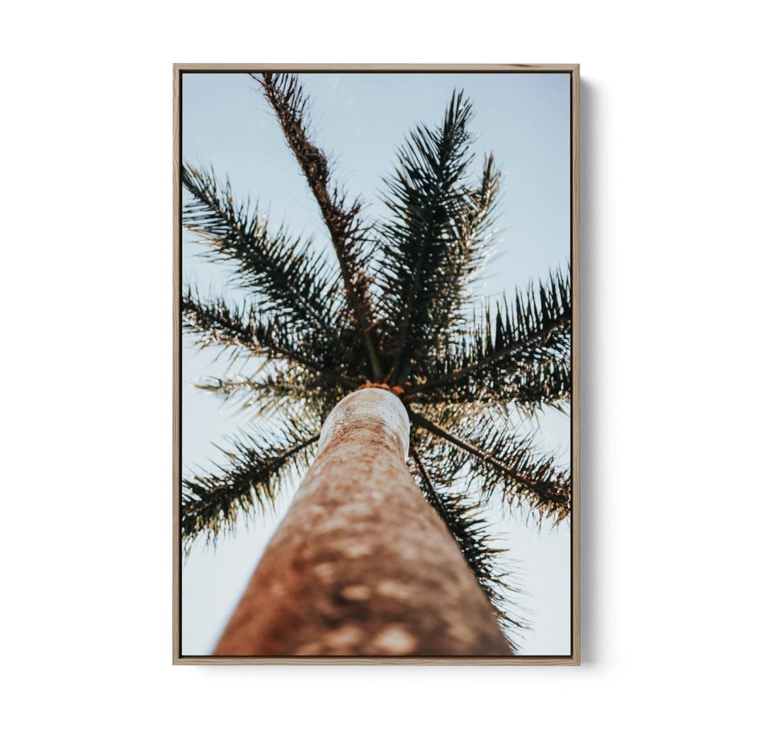 Palm Study VI - Coastal Photographic Art / Stretched Canvas Print - I Heart Wall Art - Poster Print, Canvas Print or Framed Art Print