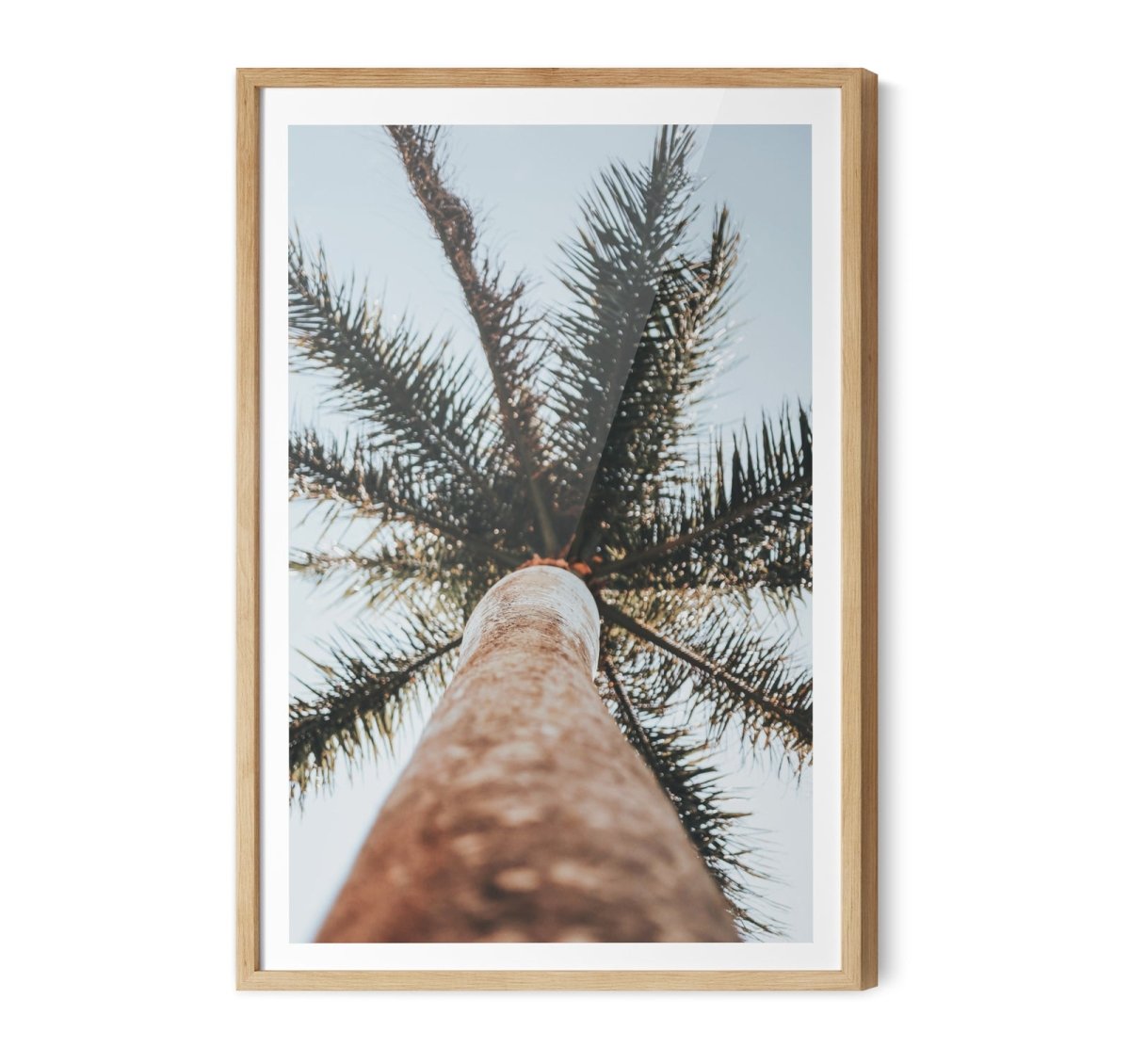 Palm Study VI - Coastal Photographic Art / Stretched Canvas Print - I Heart Wall Art - Poster Print, Canvas Print or Framed Art Print