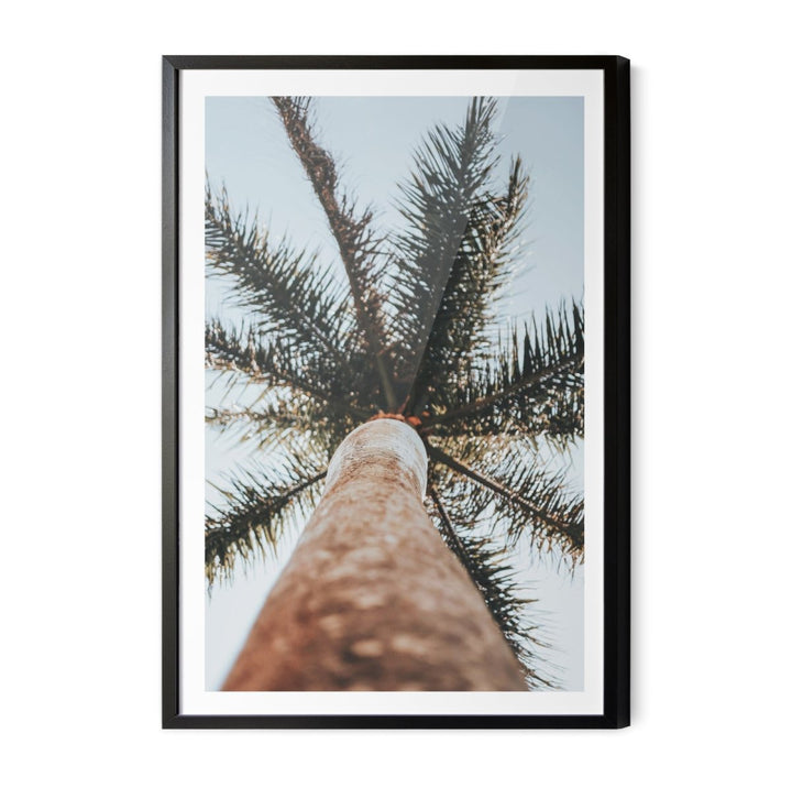 Palm Study VI - Coastal Photographic Art / Stretched Canvas Print - I Heart Wall Art - Poster Print, Canvas Print or Framed Art Print