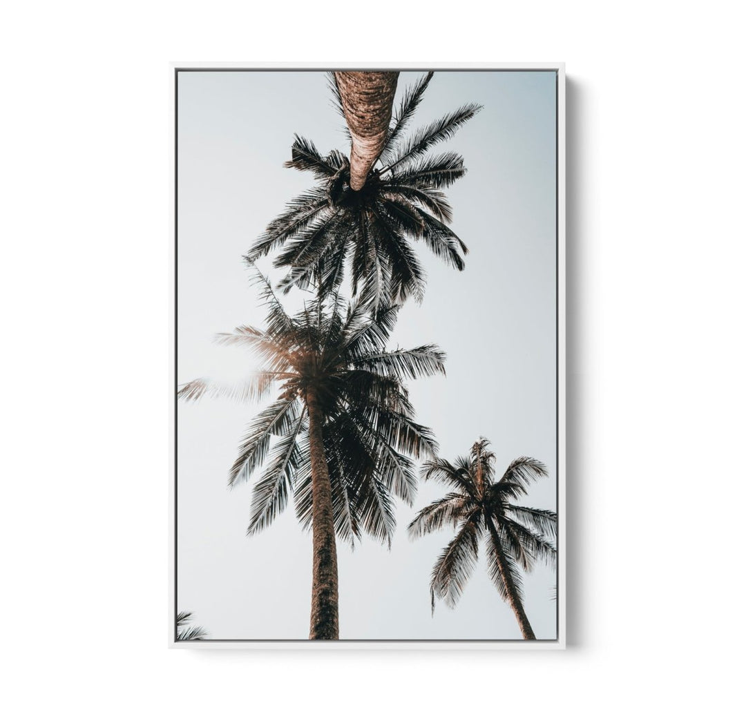 Palm Study VIII - Coastal Photographic Art / Stretched Canvas Print - I Heart Wall Art - Poster Print, Canvas Print or Framed Art Print