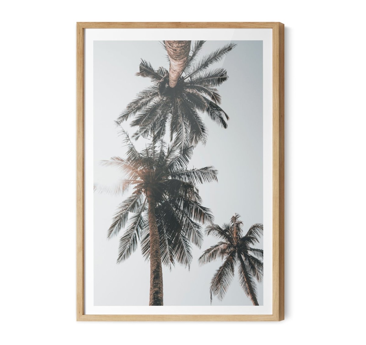 Palm Study VIII - Coastal Photographic Art / Stretched Canvas Print - I Heart Wall Art - Poster Print, Canvas Print or Framed Art Print
