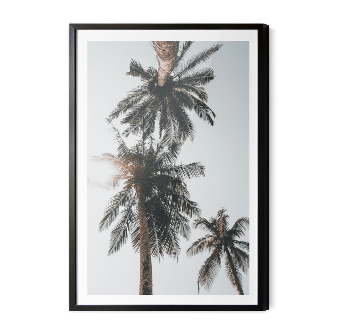 Palm Study VIII - Coastal Photographic Art / Stretched Canvas Print - I Heart Wall Art - Poster Print, Canvas Print or Framed Art Print