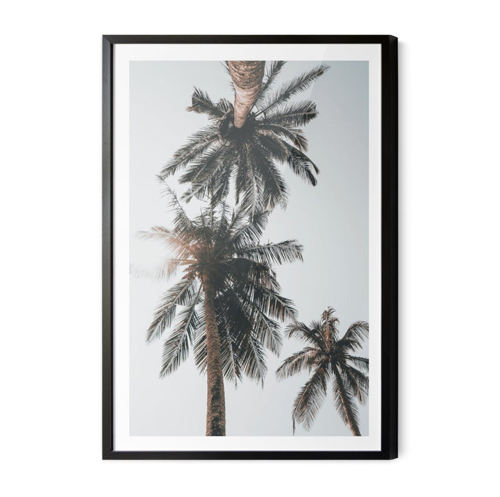 Palm Study VIII - Coastal Photographic Art / Stretched Canvas Print - I Heart Wall Art - Poster Print, Canvas Print or Framed Art Print