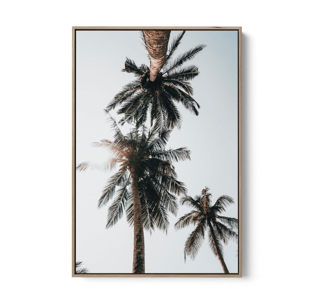 Palm Study VIII - Coastal Photographic Art / Stretched Canvas Print - I Heart Wall Art - Poster Print, Canvas Print or Framed Art Print