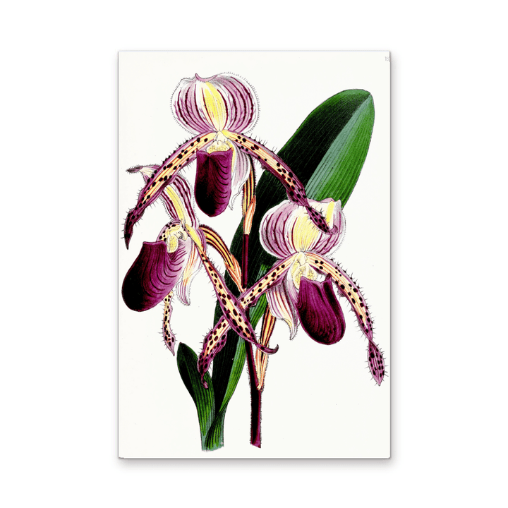 Paphiopedilum Stonei Orchid from The Floral Magazine (1861 - 1881) by Worthington G. Smith, John N. Fitch and Walter H. Fitch - Botanical Illustration Stretched Canvas or Wall Art Print - I Heart Wall Art - Poster Print, Canvas Print or Framed Art Print