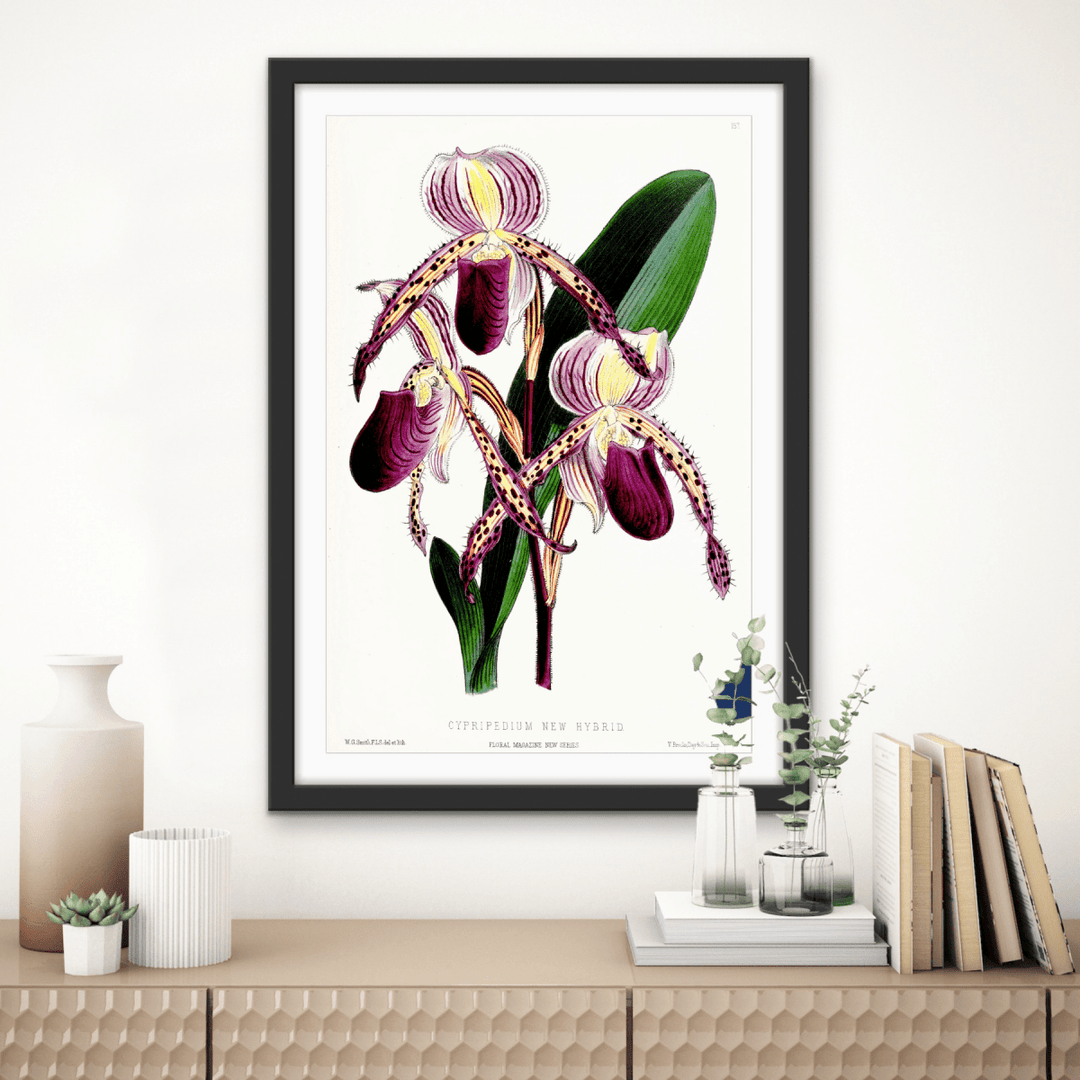 Paphiopedilum Stonei Orchid from The Floral Magazine (1861 - 1881) by Worthington G. Smith, John N. Fitch and Walter H. Fitch - Botanical Illustration Stretched Canvas or Wall Art Print - I Heart Wall Art - Poster Print, Canvas Print or Framed Art Print