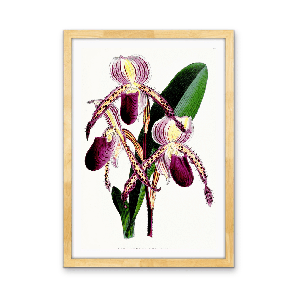Paphiopedilum Stonei Orchid from The Floral Magazine (1861 - 1881) by Worthington G. Smith, John N. Fitch and Walter H. Fitch - Botanical Illustration Stretched Canvas or Wall Art Print - I Heart Wall Art - Poster Print, Canvas Print or Framed Art Print