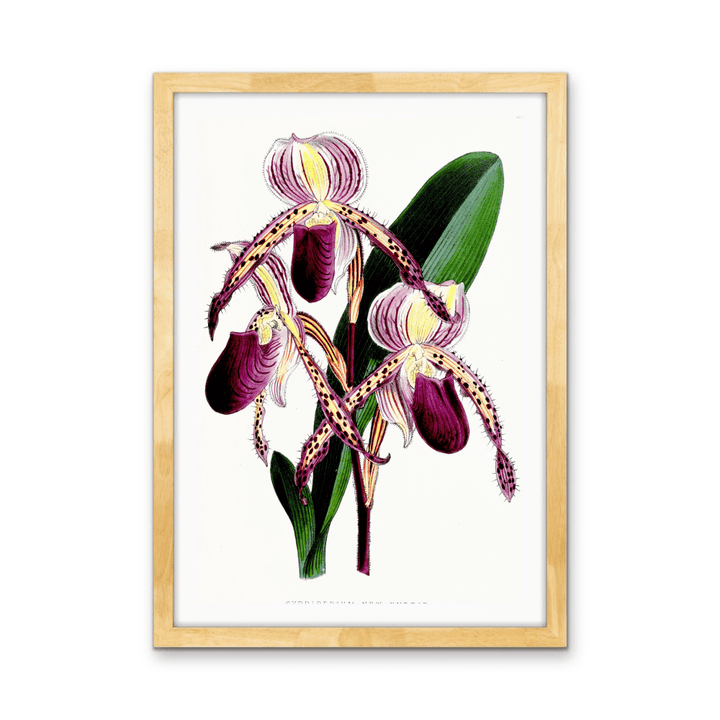 Paphiopedilum Stonei Orchid from The Floral Magazine (1861 - 1881) by Worthington G. Smith, John N. Fitch and Walter H. Fitch - Botanical Illustration Stretched Canvas or Wall Art Print - I Heart Wall Art - Poster Print, Canvas Print or Framed Art Print