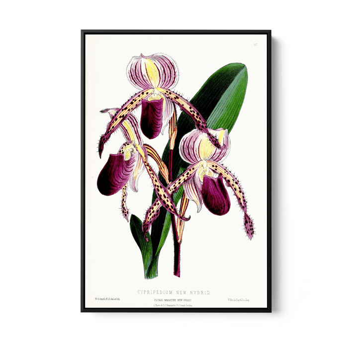 Paphiopedilum Stonei Orchid from The Floral Magazine (1861 - 1881) by Worthington G. Smith, John N. Fitch and Walter H. Fitch - Botanical Illustration Stretched Canvas or Wall Art Print - I Heart Wall Art - Poster Print, Canvas Print or Framed Art Print