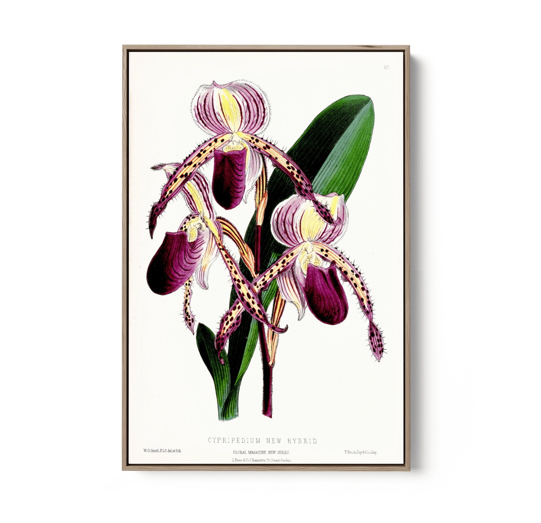 Paphiopedilum Stonei Orchid from The Floral Magazine (1861 - 1881) by Worthington G. Smith, John N. Fitch and Walter H. Fitch - Botanical Illustration Stretched Canvas or Wall Art Print - I Heart Wall Art - Poster Print, Canvas Print or Framed Art Print