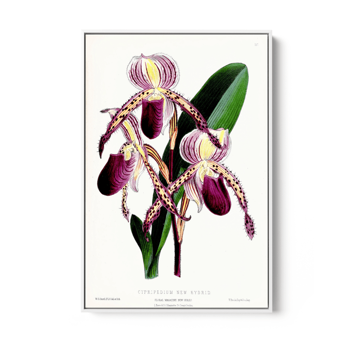 Paphiopedilum Stonei Orchid from The Floral Magazine (1861 - 1881) by Worthington G. Smith, John N. Fitch and Walter H. Fitch - Botanical Illustration Stretched Canvas or Wall Art Print - I Heart Wall Art - Poster Print, Canvas Print or Framed Art Print