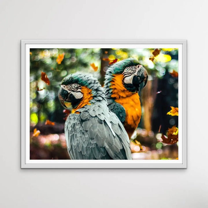 Parrots in Autumn Tones- Photographic Print of Two Macaw Parrots In Shades of Orange and Green I Heart Wall Art Australia 