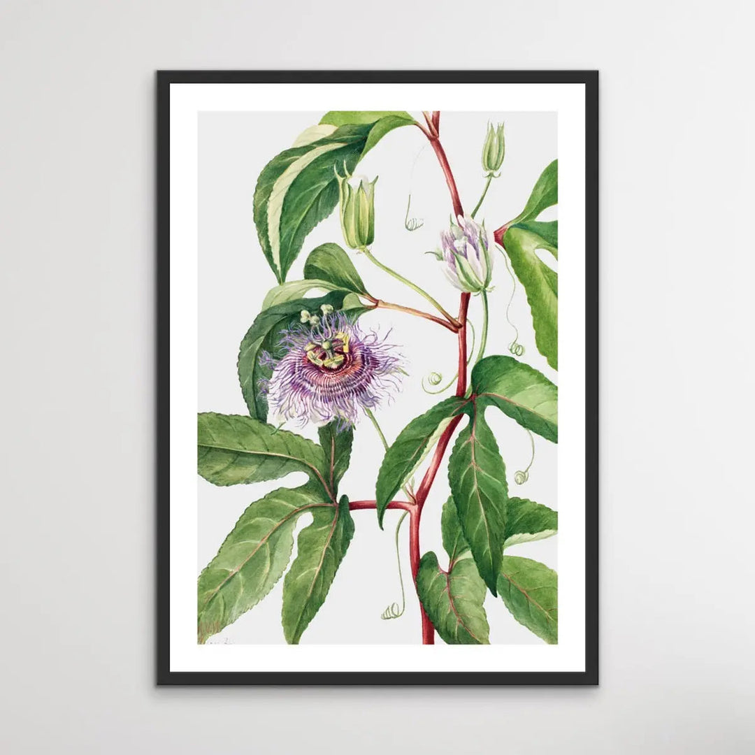 Passiflora Incarnata (1926) by Mary Vaux Walcott - I Heart Wall Art