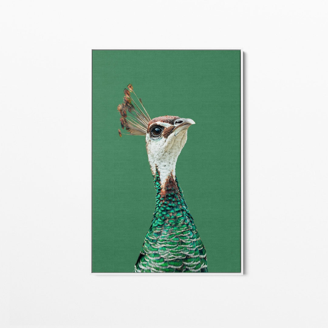 Pea Hen - Green Stretched Canvas Wall Art Peahen/Peafowl Bird Australia - I Heart Wall Art